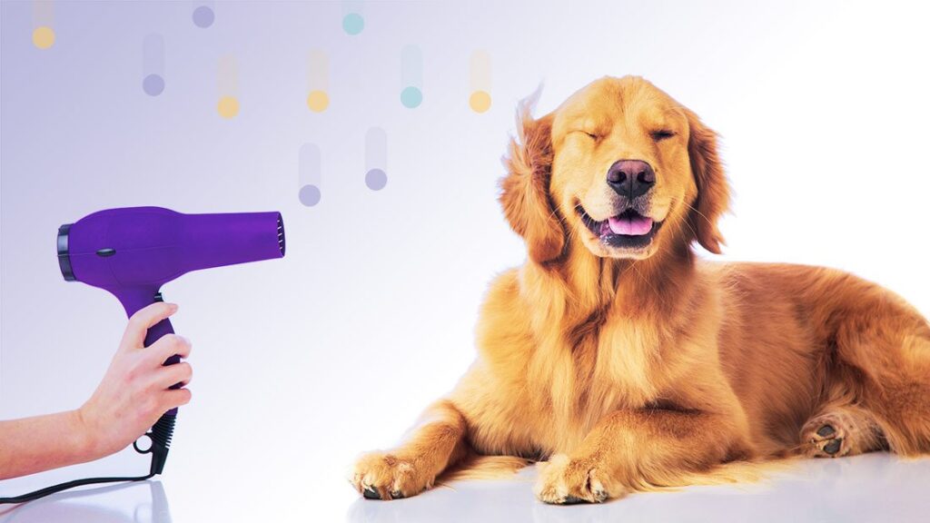 JULY132019the-best-professional-dog-grooming-supplies