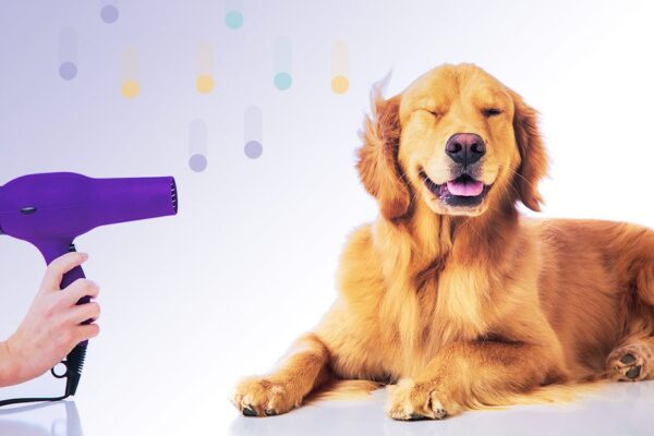 JULY132019the-best-professional-dog-grooming-supplies